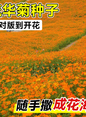 硫华菊花籽黄秋英四季播种开花