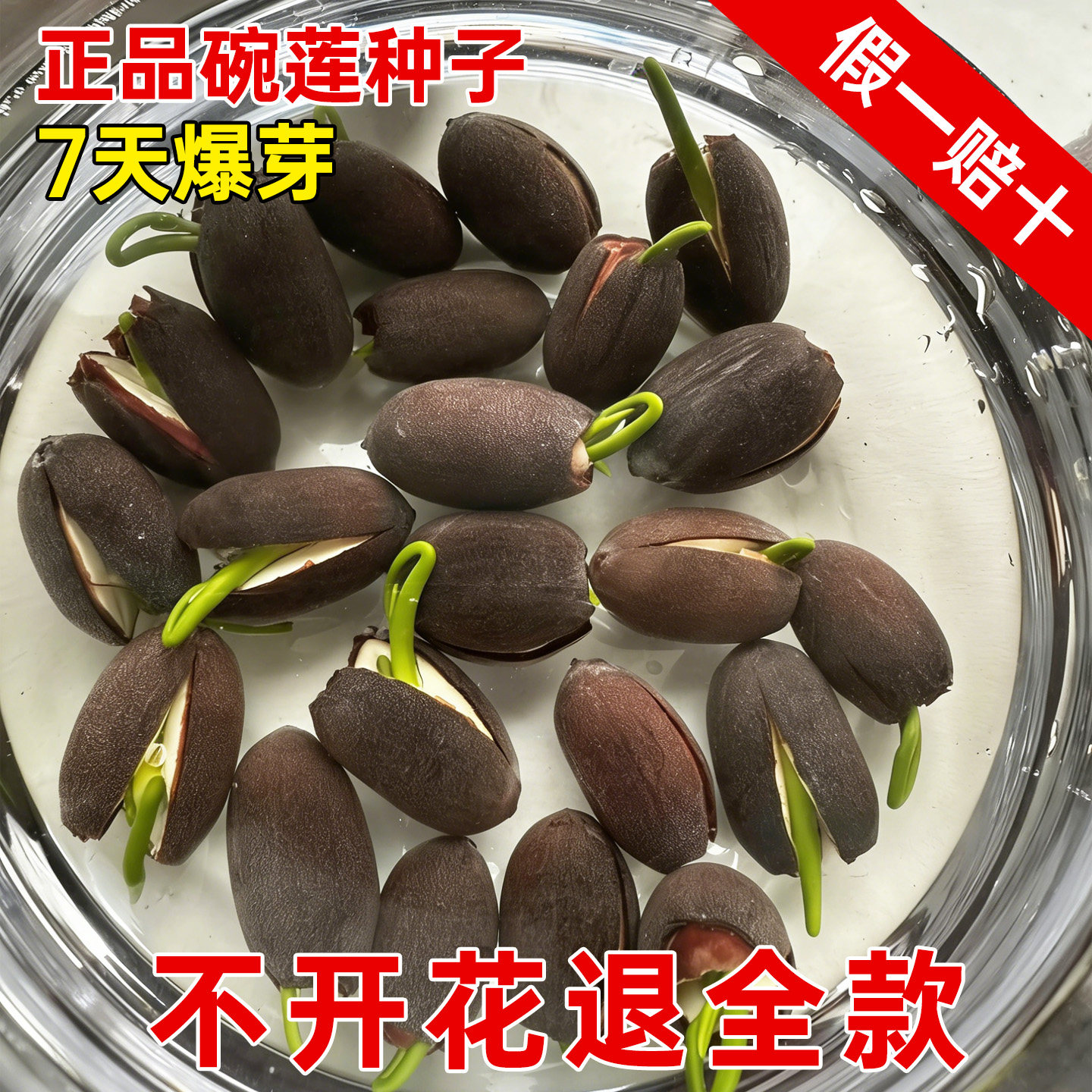 碗莲种子四季种植开花盆栽水培绿植荷花阳台水生水养植物种藕莲花