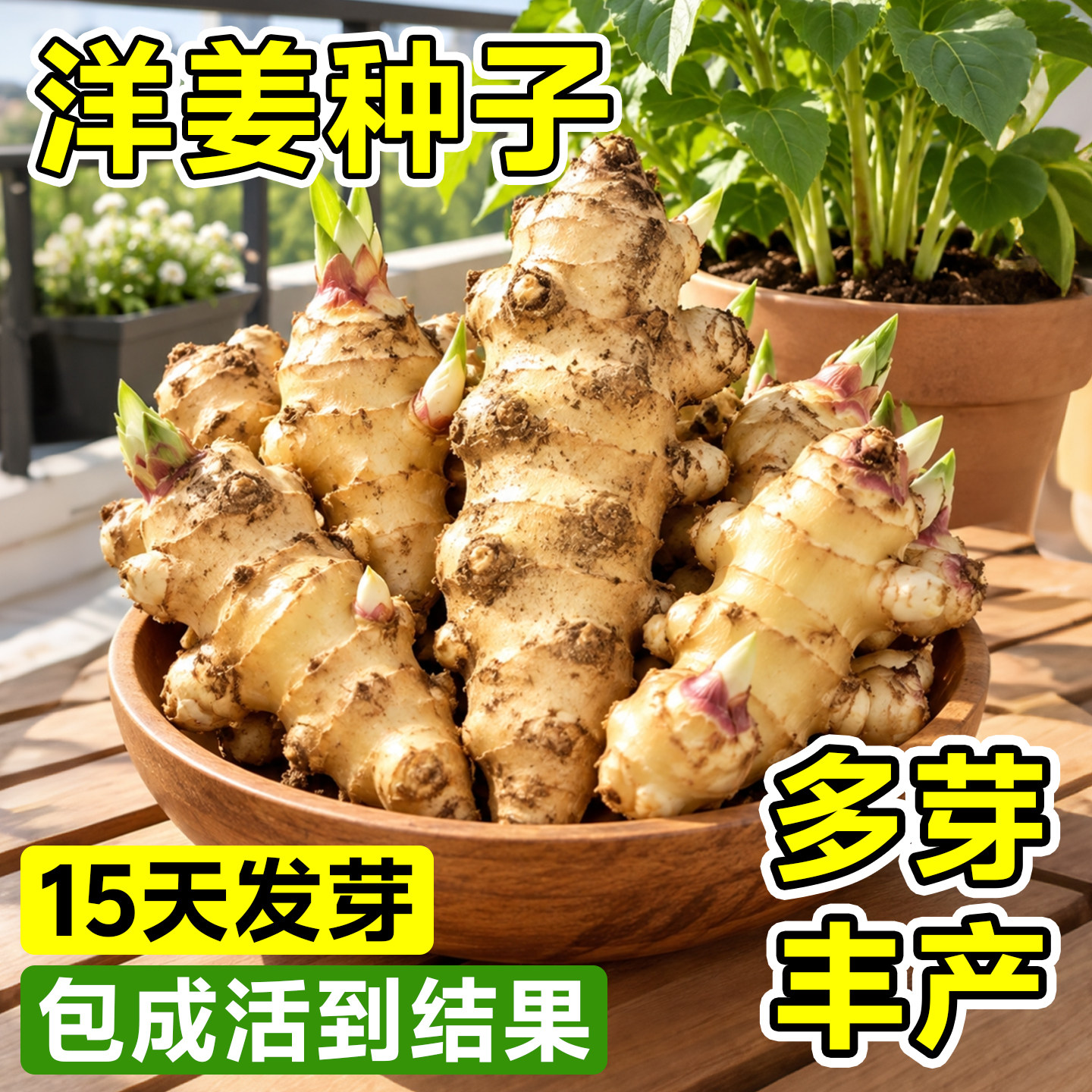 洋姜种子新鲜现挖鬼子姜种植苗带芽阳台野生姜不辣四季蔬菜种苗秧
