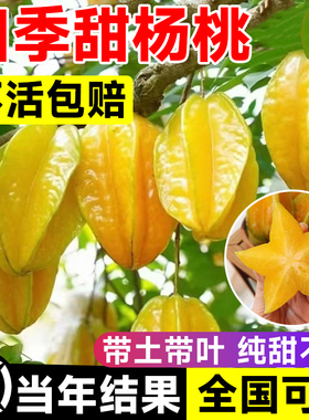 四季甜杨桃树果苗杨梅阳桃黄桃树树苗甜盆栽南方北方种植名贵果树