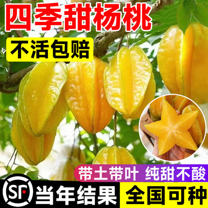 四季甜杨桃树果苗杨梅阳桃黄桃树树苗甜盆栽南方北方种植名贵果树