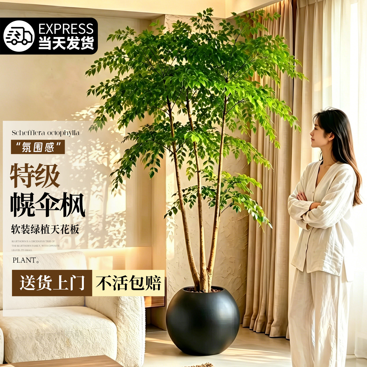 幌伞枫幸福树老桩原生客厅绿植盆栽室内大型植物四季粗杆厂区庭院