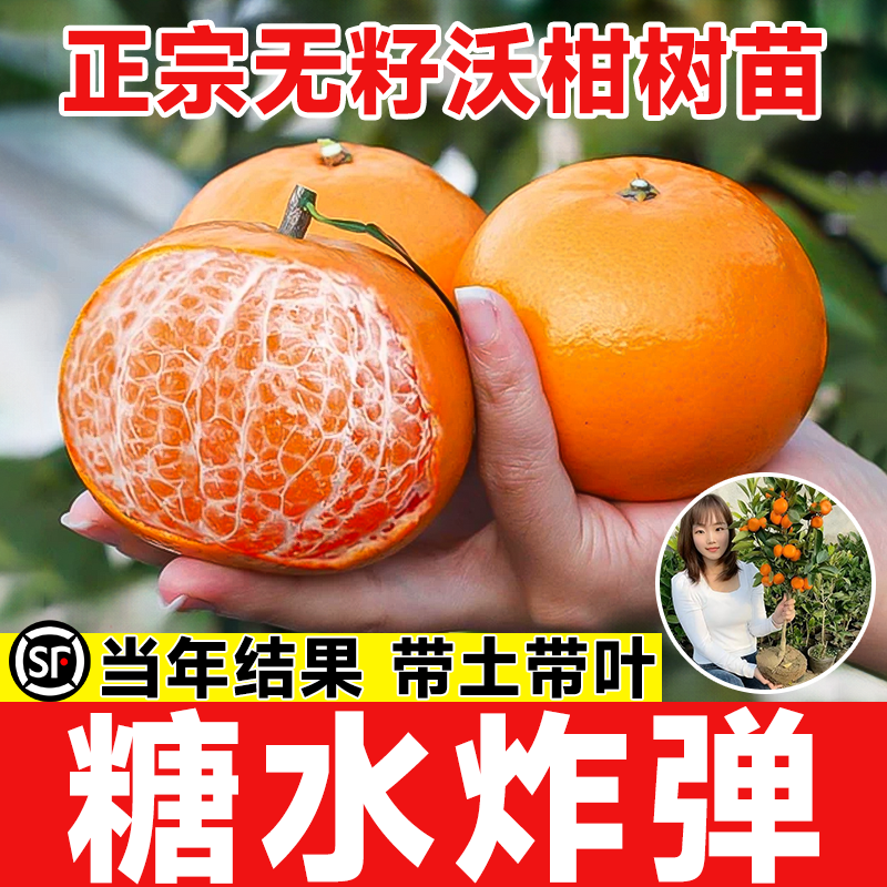 广西沃柑树苗正宗无籽无核嫁接沃柑苗砂糖橘果树果苗橙子桔子盆栽