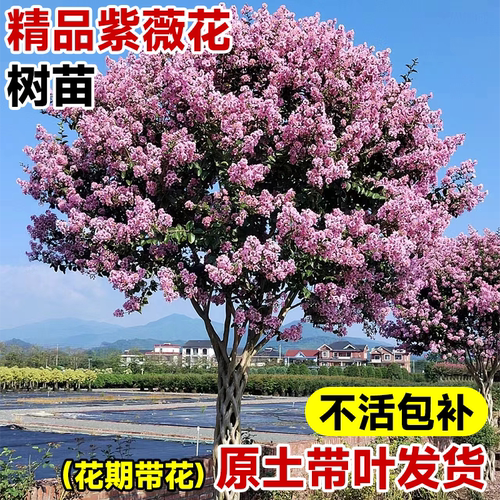 【带花发货】紫薇花树苗大苗