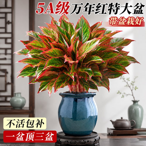 精品万年红盆栽大苗植物室内绿植