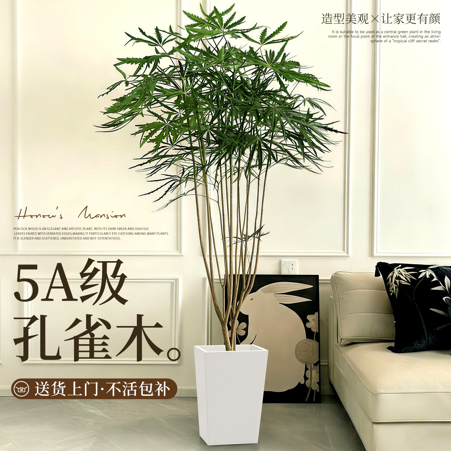 孔雀木绿植室内大型盆栽客厅高级办公室观叶植物落地大号四季好养