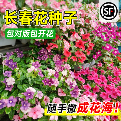 正宗长春花种子四季播种易活种籽