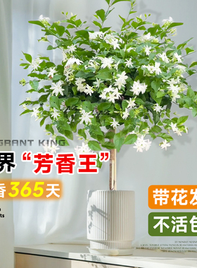 笔尖茉莉花盆栽四季重瓣老桩茉莉单瓣花苗室内好养易活的植物开花