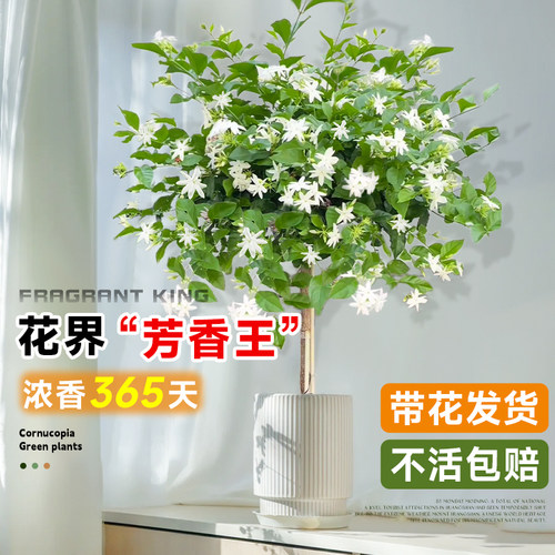 笔尖茉莉四季开花浓香重瓣老桩