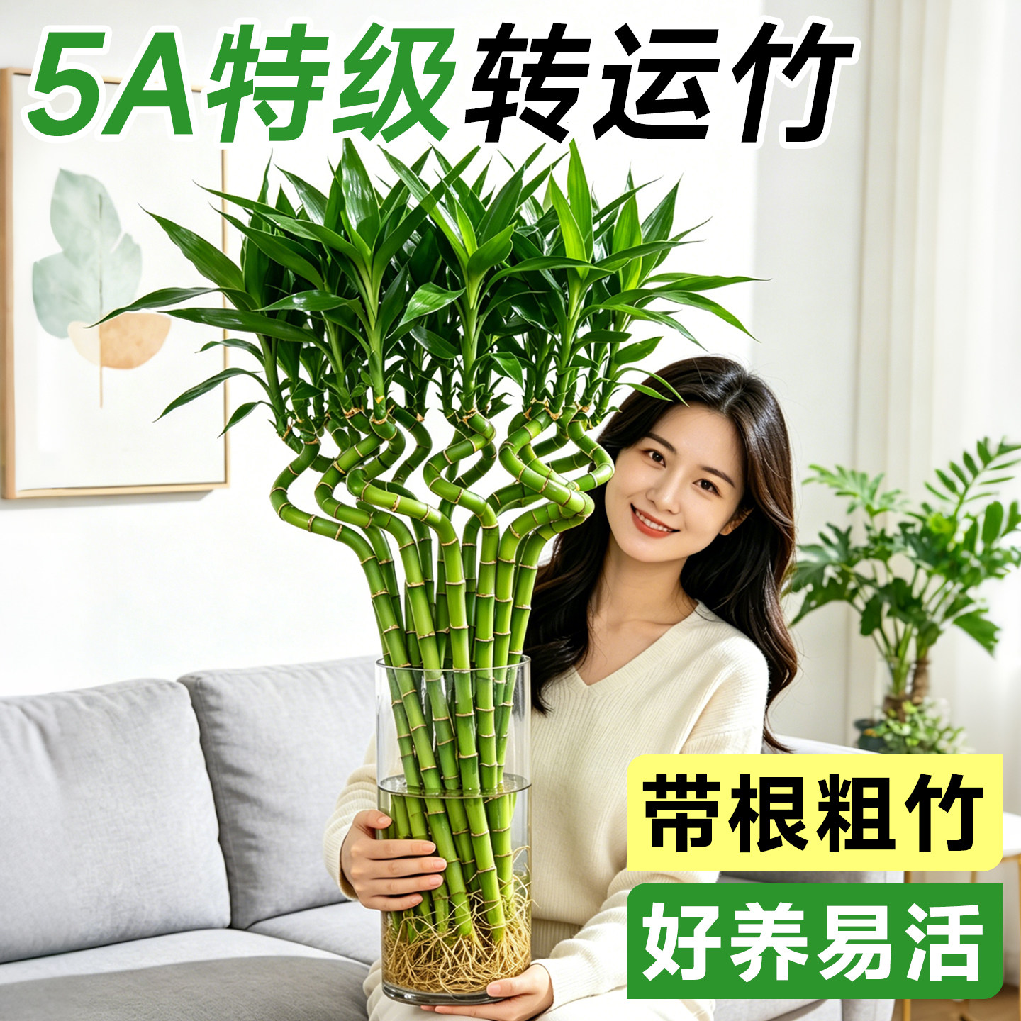 水培带根龙竹文昌竹客厅招财图片