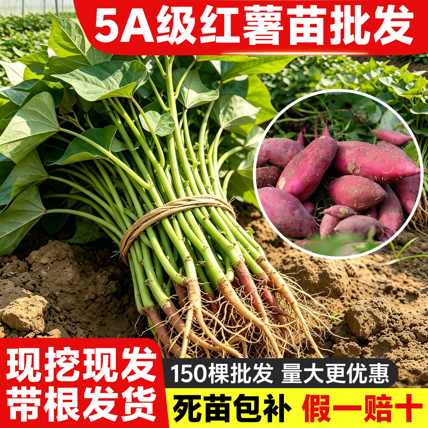 红薯苗秧苗批发大全正宗西瓜红榴莲蜜薯地瓜苗农科院水果蔬菜种苗