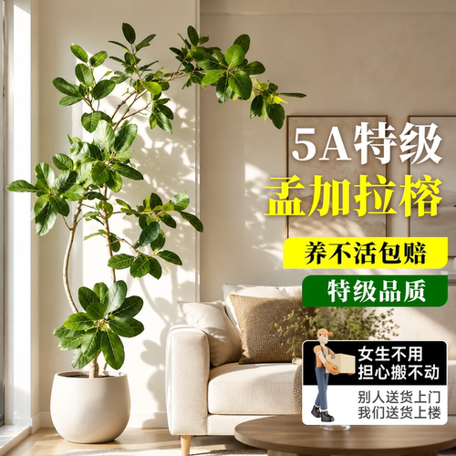 特级孟加拉榕客厅室内绿植好养