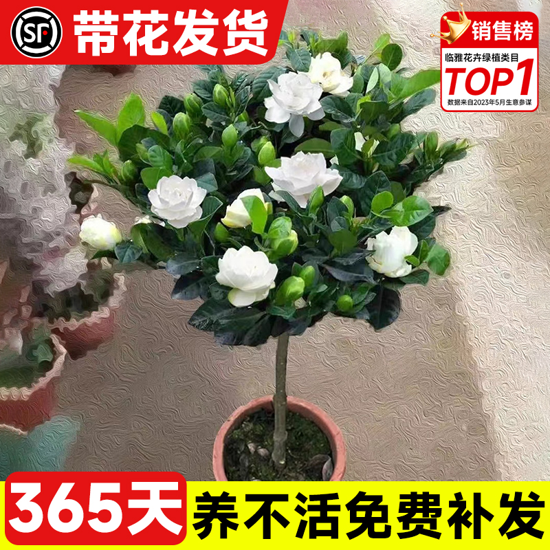 带花发货独杆棒棒糖栀子花苗盆栽