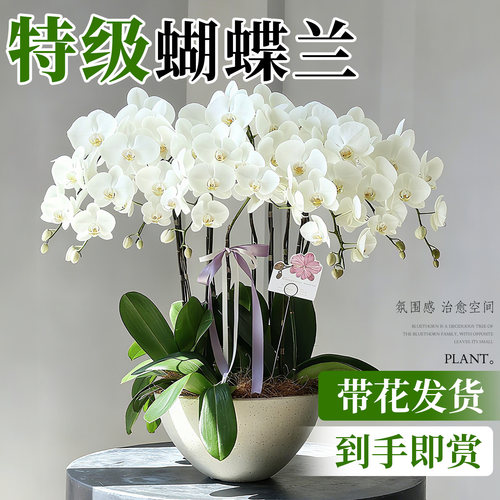 特级蝴蝶兰【带花发货】包对版