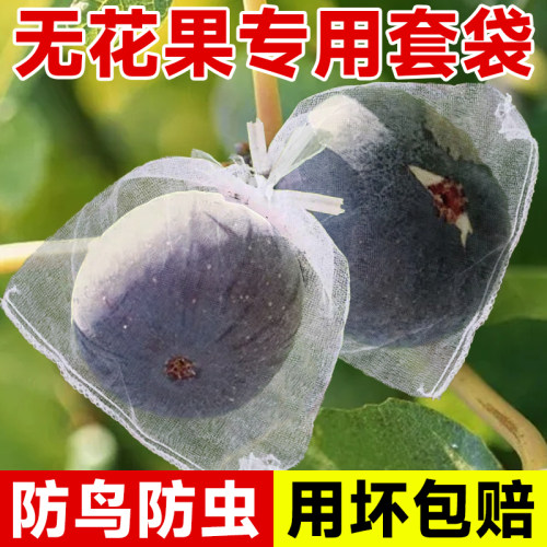无花果套袋专用袋防虫防鸟神器