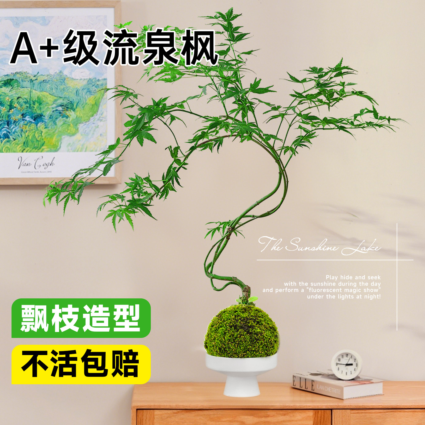 流泉枫盆栽苔藓球造型不活包赔