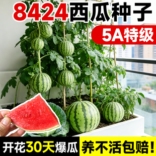 8424正宗麒麟无籽西瓜种子大全美都黑皮懒汉高产特大优质早熟盆栽