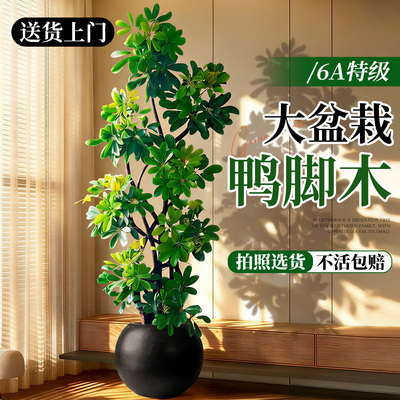 鸭掌木盆栽大盆栽四季常青