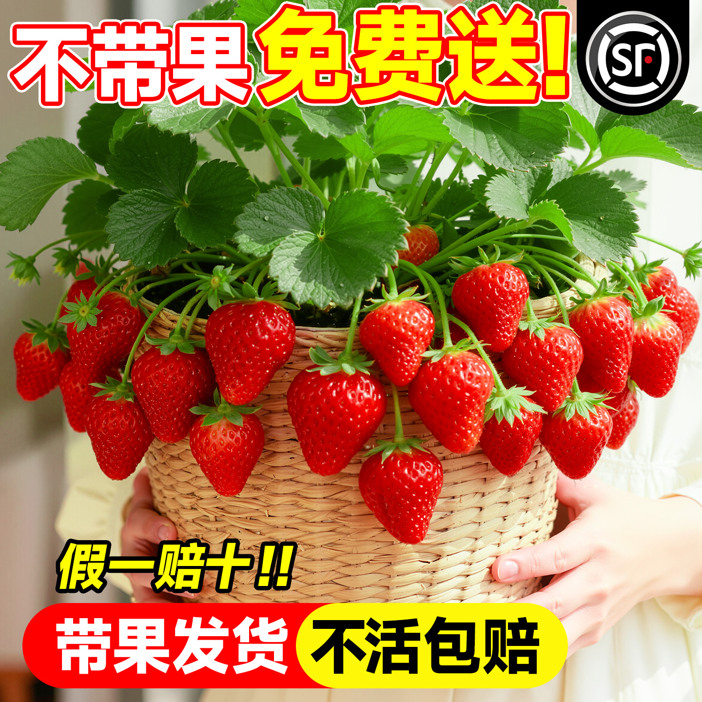 带果草莓苗盆栽苗秧高产奶油红颜四季结果庭院阳台特大号新苗好养