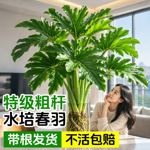5A特级水培春羽带根大苗好养易活