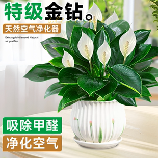 大叶金钻绿公主盆栽带花苞水培室内绿植花卉净化空气吸除甲醛植物