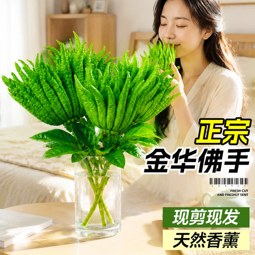 【天然香薰】金华佛手柑现剪现发