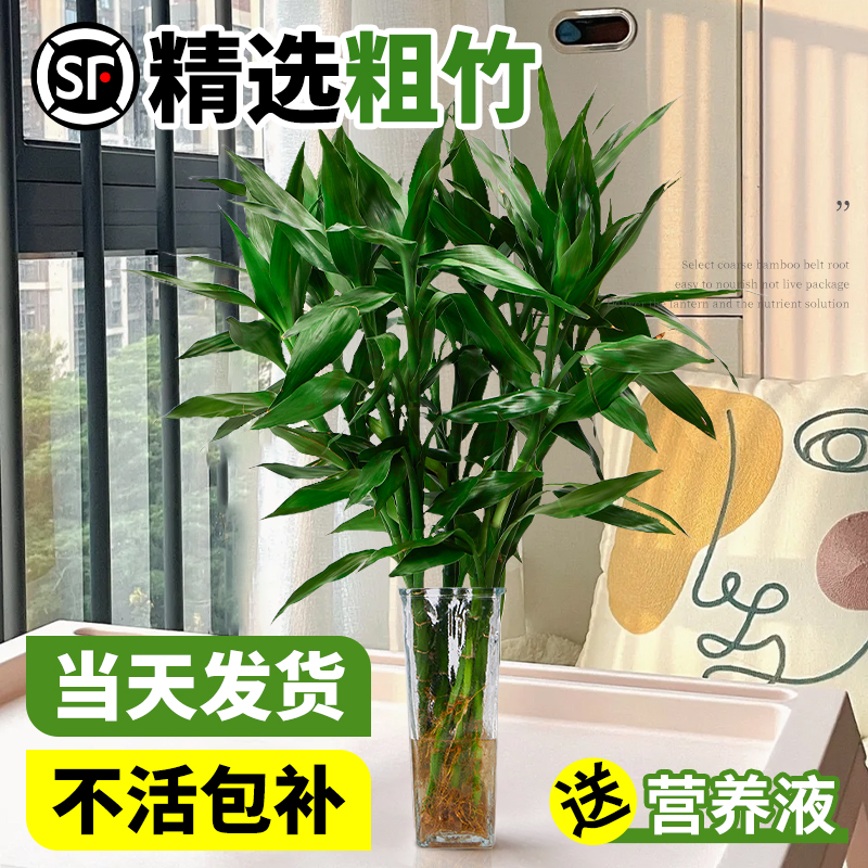 富贵竹水培植物客厅招财绿植室内