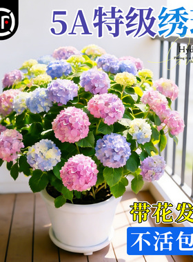 绣球花苗盆栽带花苞无尽夏绣球花老桩庭院室内阳台花卉绿植植物