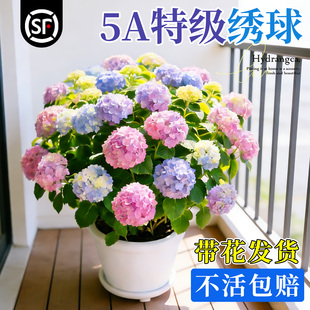 绣球花苗盆栽带花苞无尽夏绣球花老桩庭院室内阳台花卉绿植植物