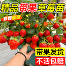 特大号带果草莓苗四季 结果盆栽秧苗奶油丹东99草莓苗带盆阳台果树