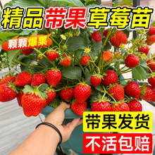 特大号带果草莓苗四季结果盆栽秧苗奶油丹东99草莓苗带盆阳台果树