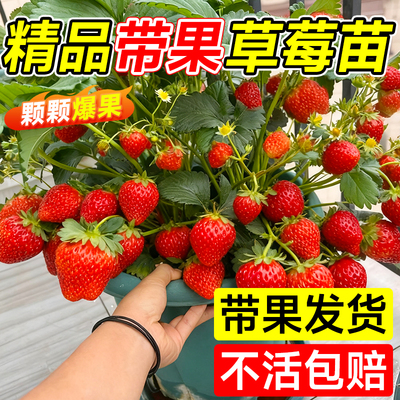 【特大号带果草莓苗】养不活包赔