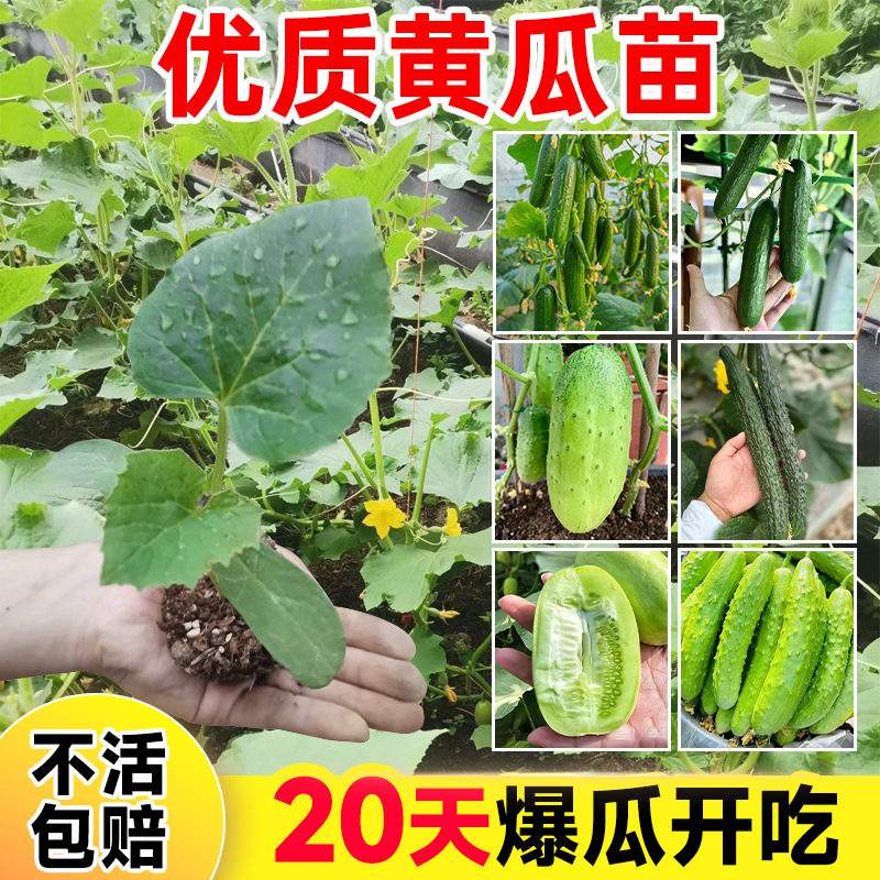 四季黄瓜苗玉女水果老品种黄瓜苗秧阳台种植盆栽南方庭院蔬菜大全 鲜花速递/花卉仿真/绿植园艺 种苗/半成品盆栽 原图主图