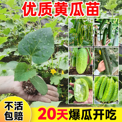 水果黄瓜苗四季阳台种植带根发货