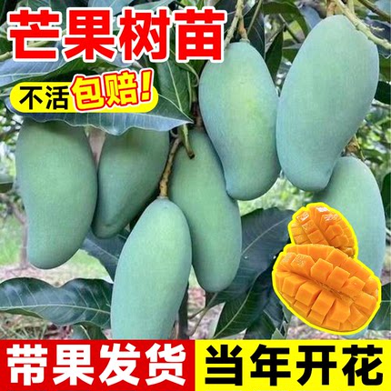 四季芒果苗树贵妃芒果树果苗南北方种植庭院耐寒嫁接枝条水果树苗