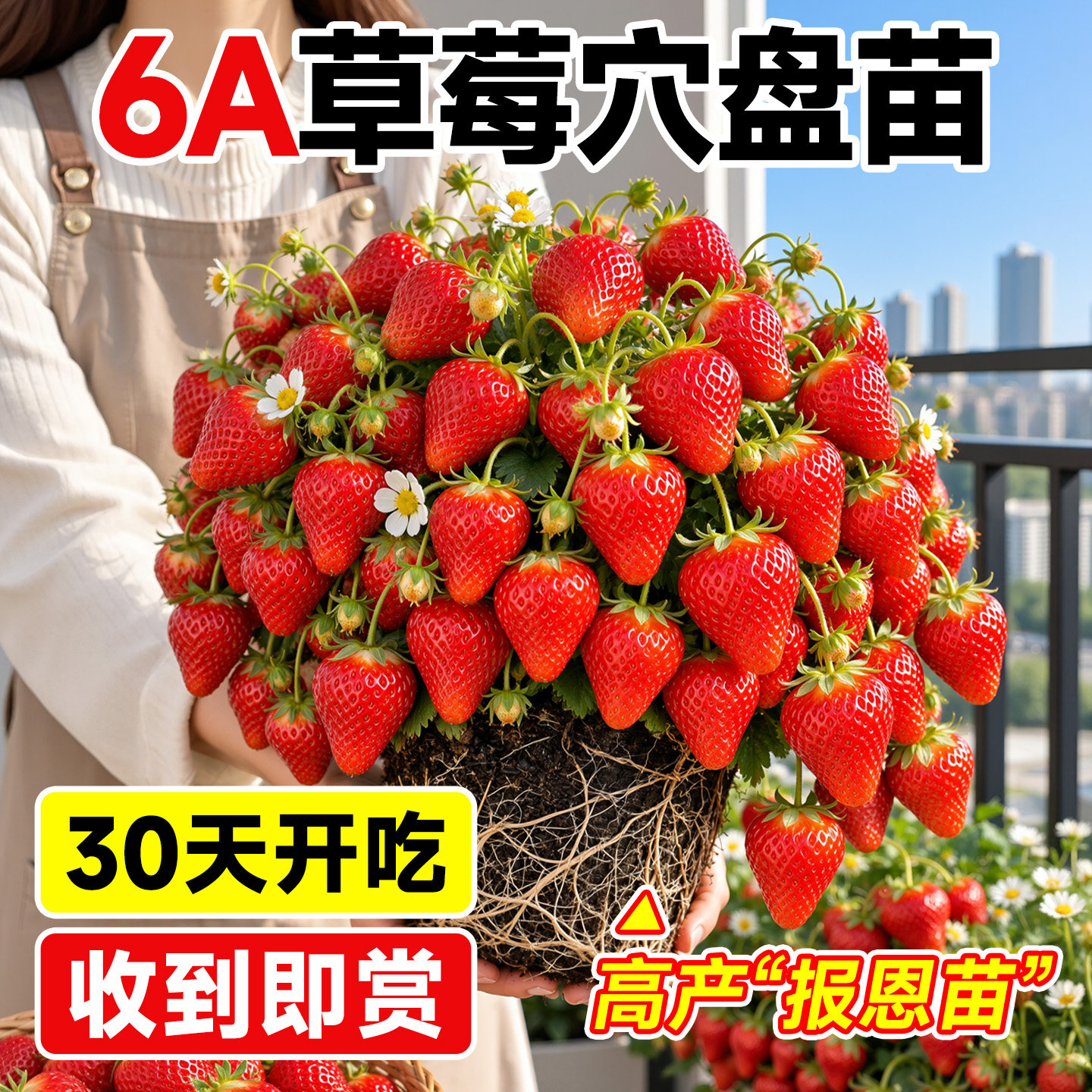草莓苗秧穴盘苗高产四季结果盆栽批发优质玄玉奶油脱毒草莓苗特大