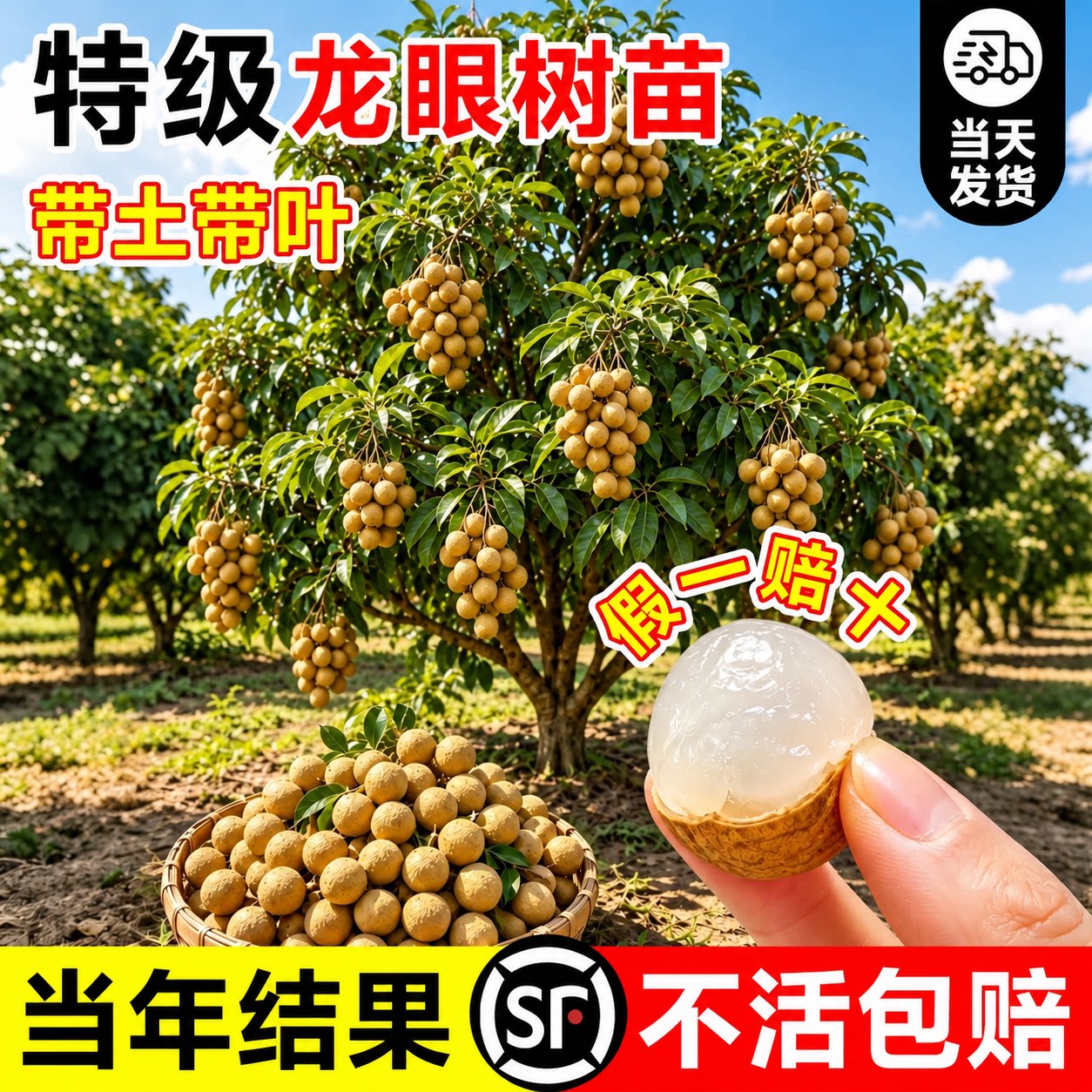 龙眼树果苗嫁接盆栽水果树大苗正宗储良石硖四季种植桂圆当年结果