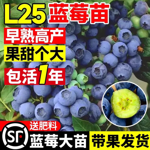精选l25蓝莓苗带盆栽好带果发货