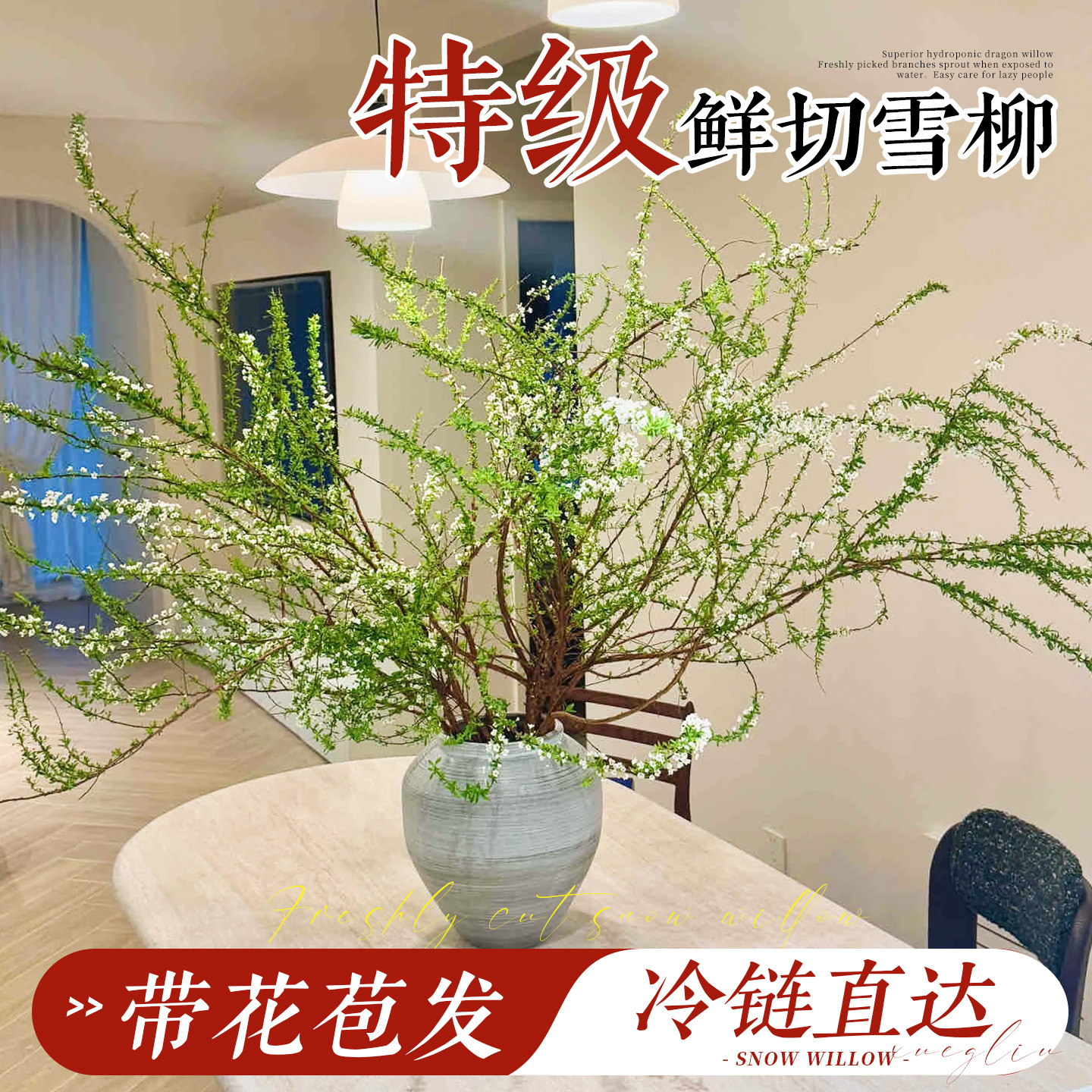 【带花苞发货】雪柳鲜枝花
