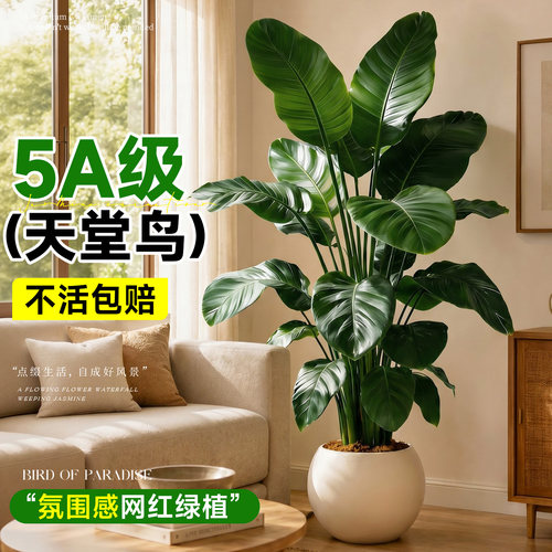【5A特级】天堂鸟送货上门包养活
