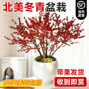 北美冬青盆栽红果真花树苗年宵切花耐寒耐热花卉庭院室内好养绿植
