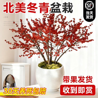 北美冬青盆栽带果老桩大树苗