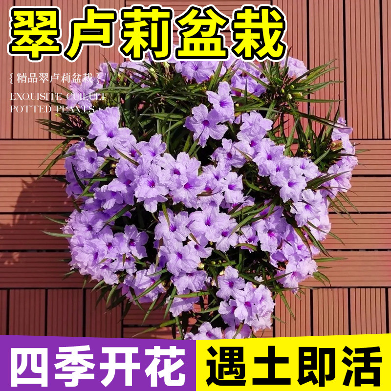 翠芦莉易养活蓝花草耐晒耐阴四季开花地栽水培均可阳台庭院绿植物