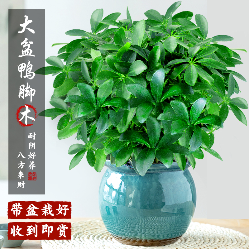 大盆八方来财鸭脚木盆栽客厅绿植