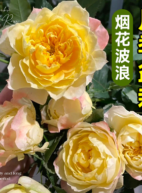 烟花波浪月季花苗黄色灌木大花卉盆栽室内外阳台庭院四季耐寒耐旱