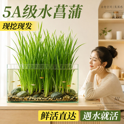 5A级带根大苗水菖蒲水培绿植