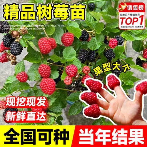 树莓苗双季覆盆子种植盆栽地栽