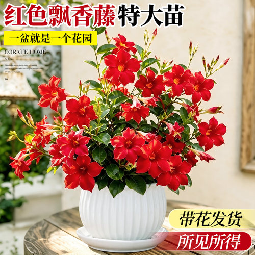 【带花发货】红色飘香藤盆栽飘