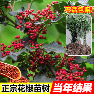 大红袍花椒苗树盆栽果树种植苗北方四季结果嫁接果苗大全青椒树苗