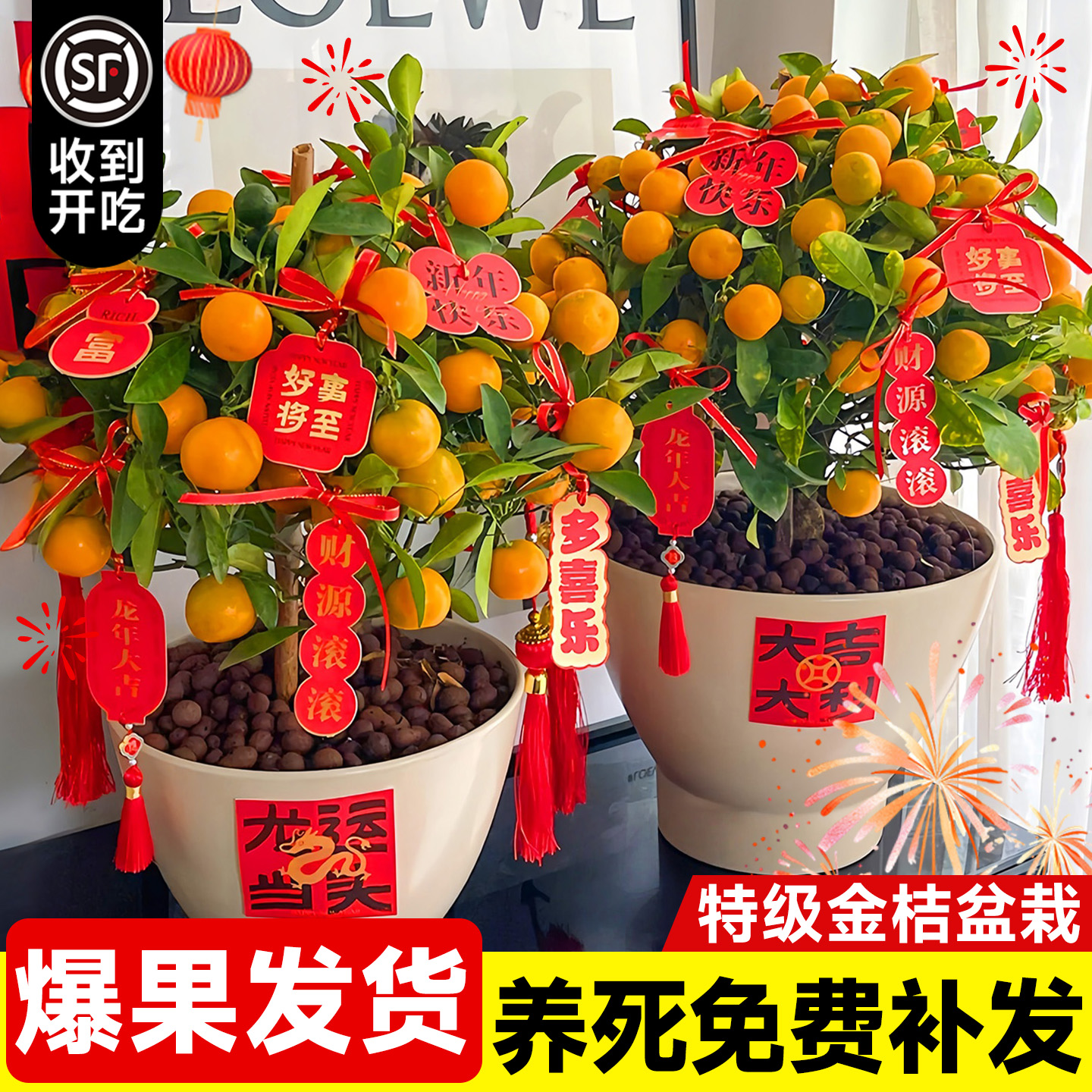 【收到开吃】特级带果金桔盆栽